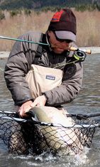 Northwest Washingtion fly fishing for steelhead on a guided trip. Fly fisherman with a steelhead in a net and pole in his mouth/