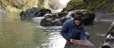 Washington fly fishing guided trip with river steelhead. Fly fisherman holding a river caught steelhead with Raincoast Guides.