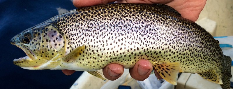 Forgotten Summer Steelhead Flies